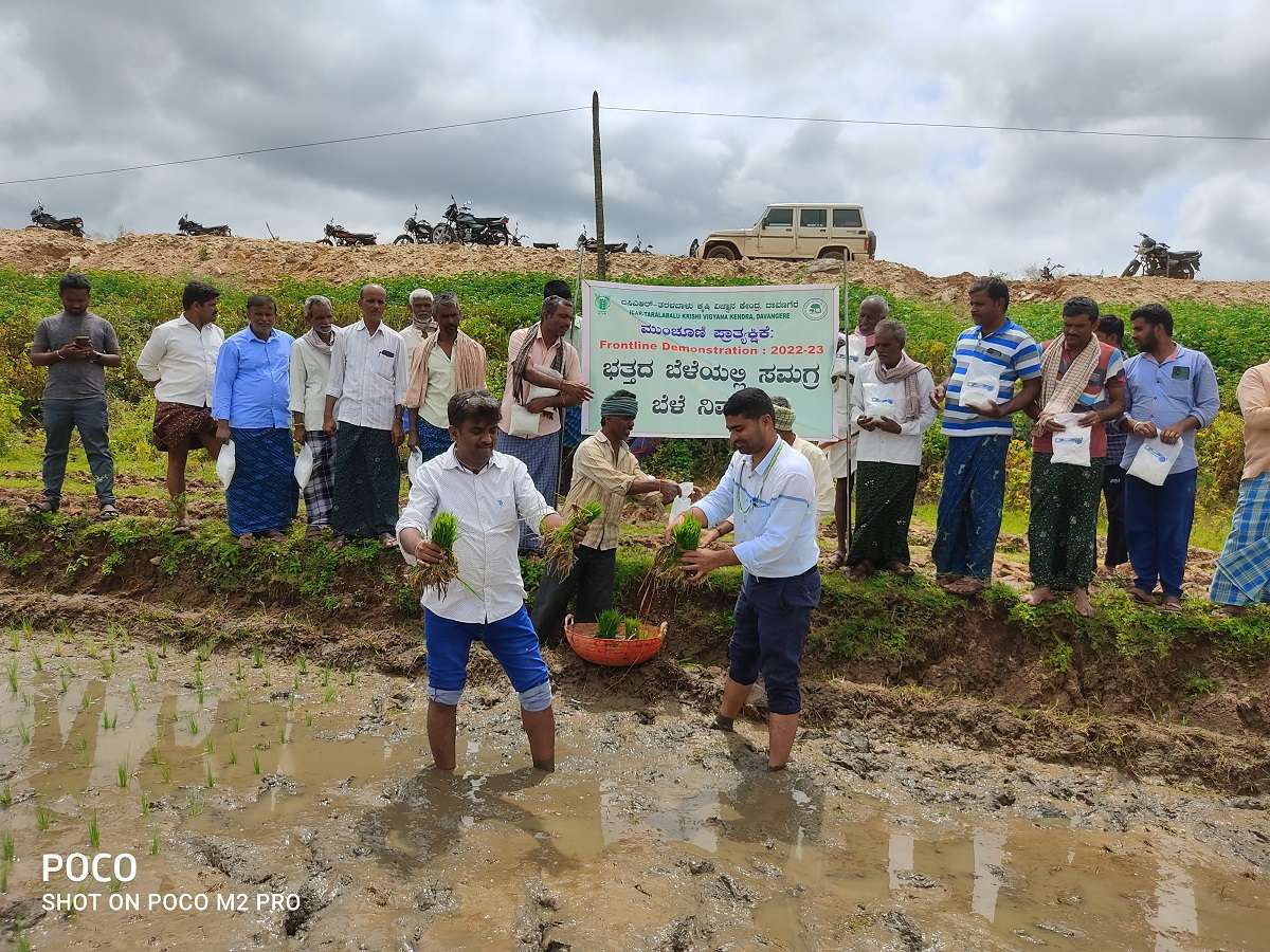 Method Demonstration of Azospirillum use in Paddy by Seedling Root Dip