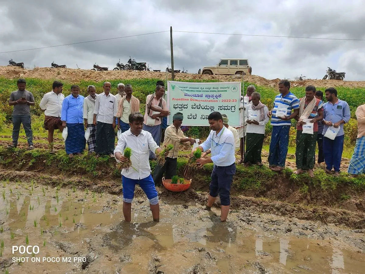 Method Demonstration of Azospirillum use in Paddy by Seedling Root Dip