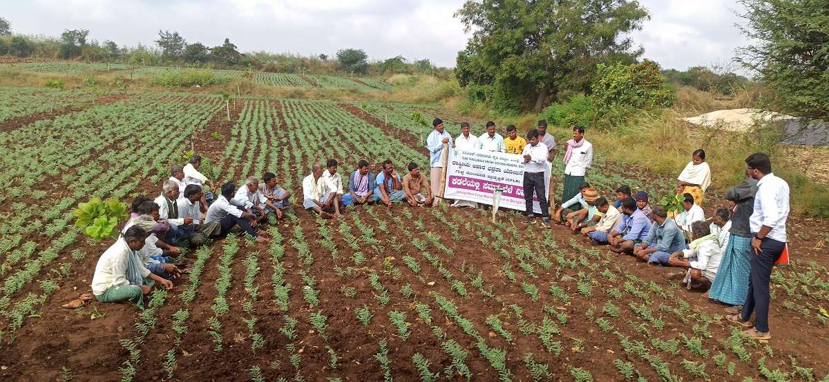 Method Demonstration on Installation and use of Pheramone Traps in Bengalgram