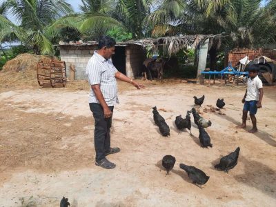 Adoptability of Kadakkanath poultry birds in backyard condition in Davanagere